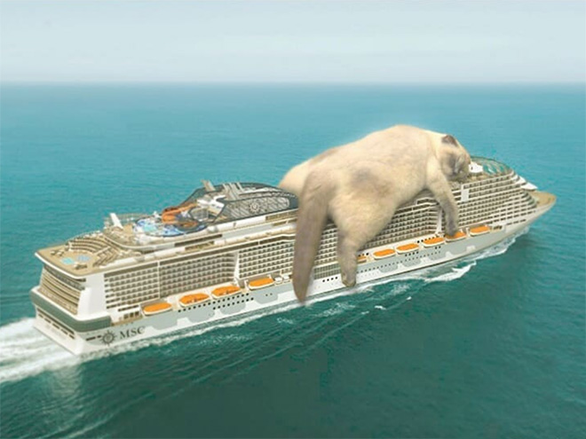 Huge cat vs. cruise ship.