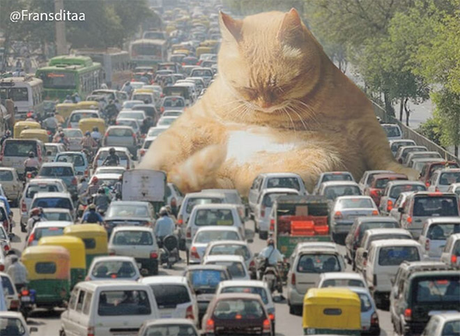 Sleepy giant cat blocking the traffic.