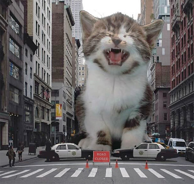 Huge kitten attacks the city.