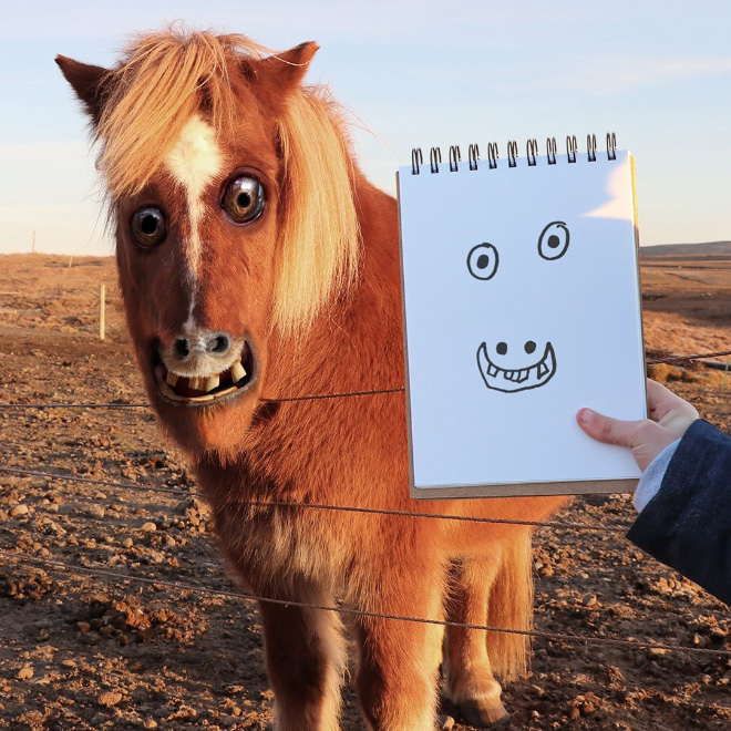 Horse doodle recreated as a real living thing.