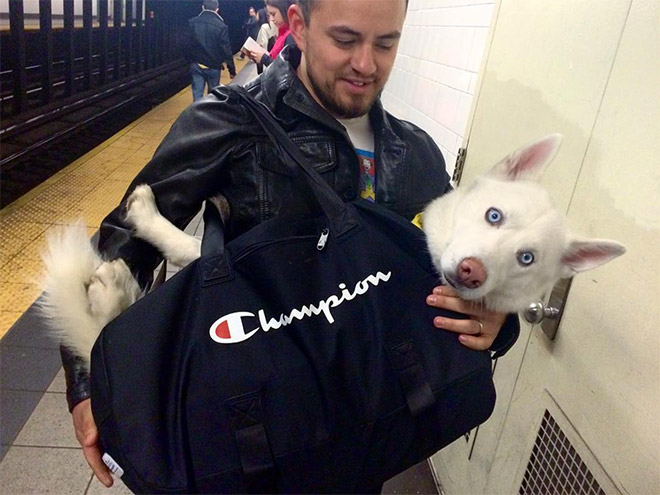 Funny dog in bag.