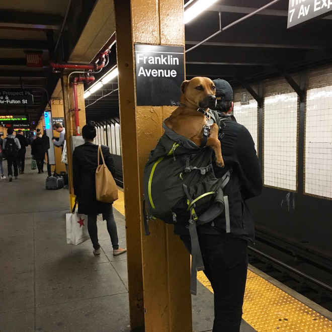 How to properly carry a dog in the NYC subway.