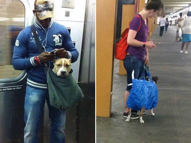 Dogs and their owners in NYC subway.