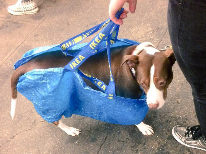 Clever way to carry a dog in the bag.