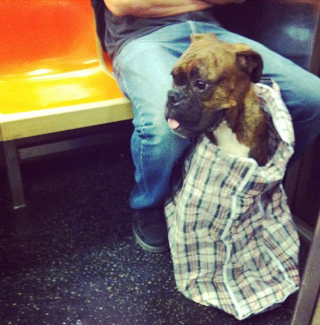 Dog traveling in the bag.