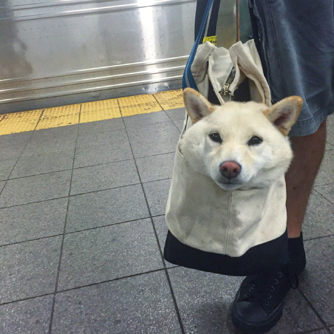 Cute dog in a bag.