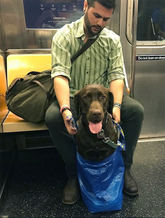 Huge dog in a bag.