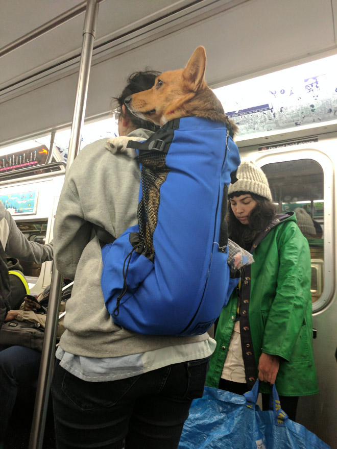 Funny way to travel with a dog.