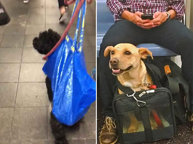 NYC subway dogs.