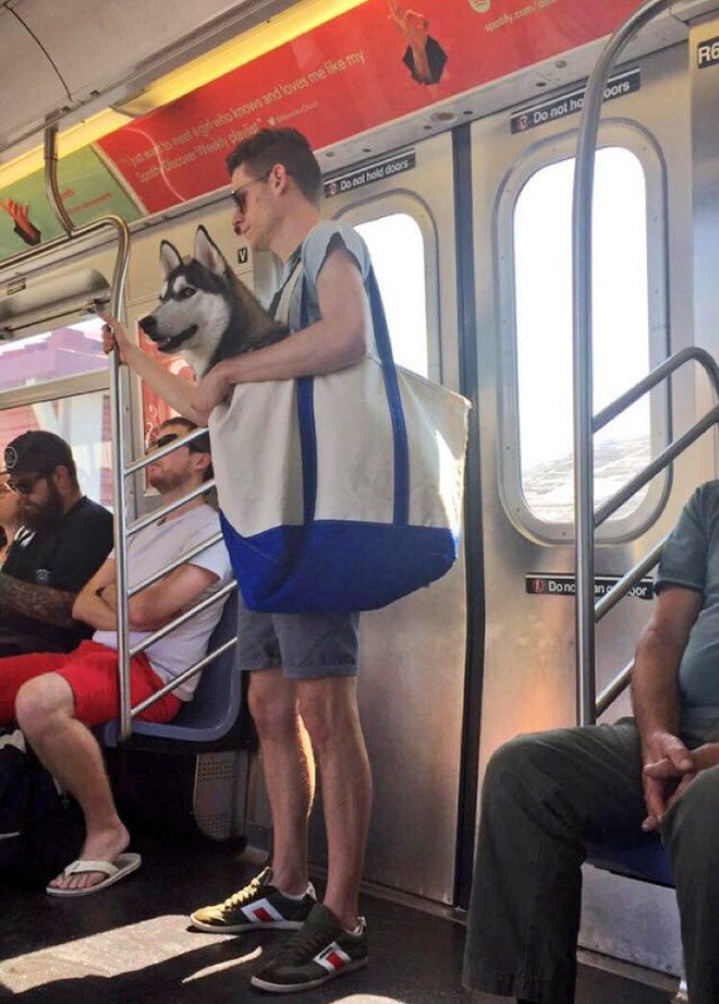 How to carry a dog in the subway.