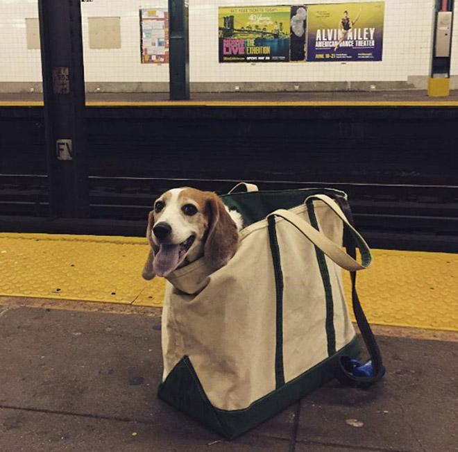 Happy dog in a bag.
