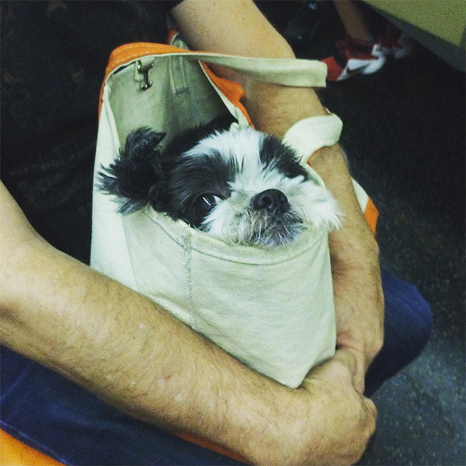 Funny dog in a cozy bag.