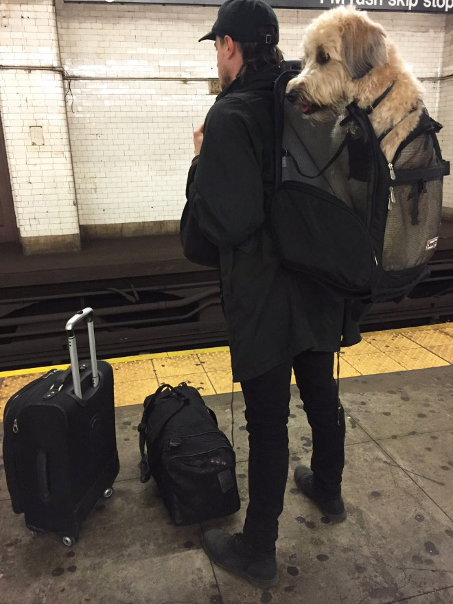 Dog and owner traveling together.