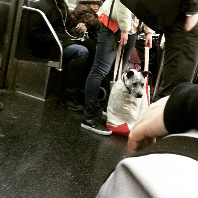 Dog traveling in the NYC subway.