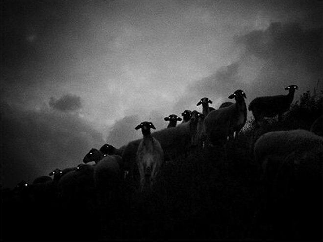 Sheep in the night.