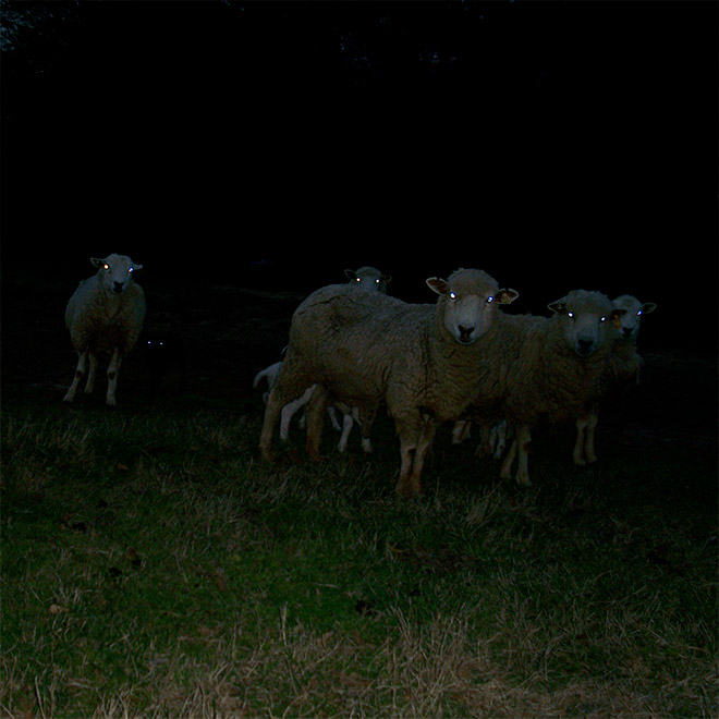 Creepy sheep in the dark.