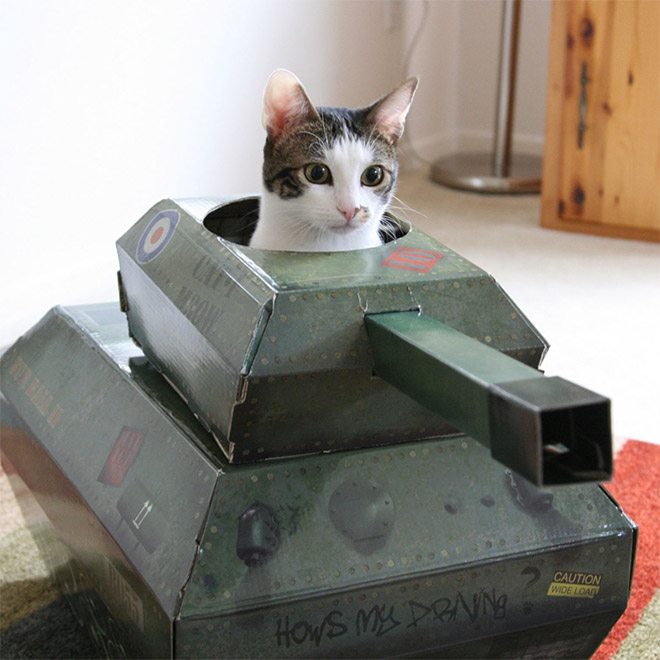Cat in a main battle tank.