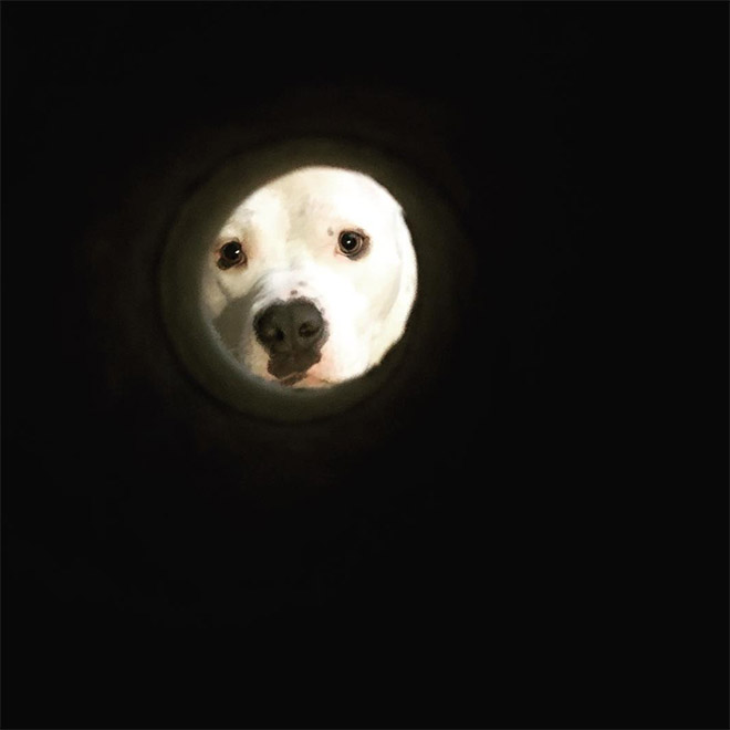 Toilet paper roll photo dog Moon.