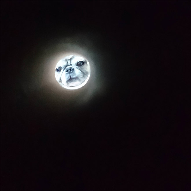 Toilet roll dog photo that looks like the Moon.