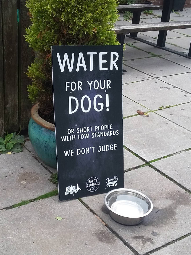 Water for your dog!