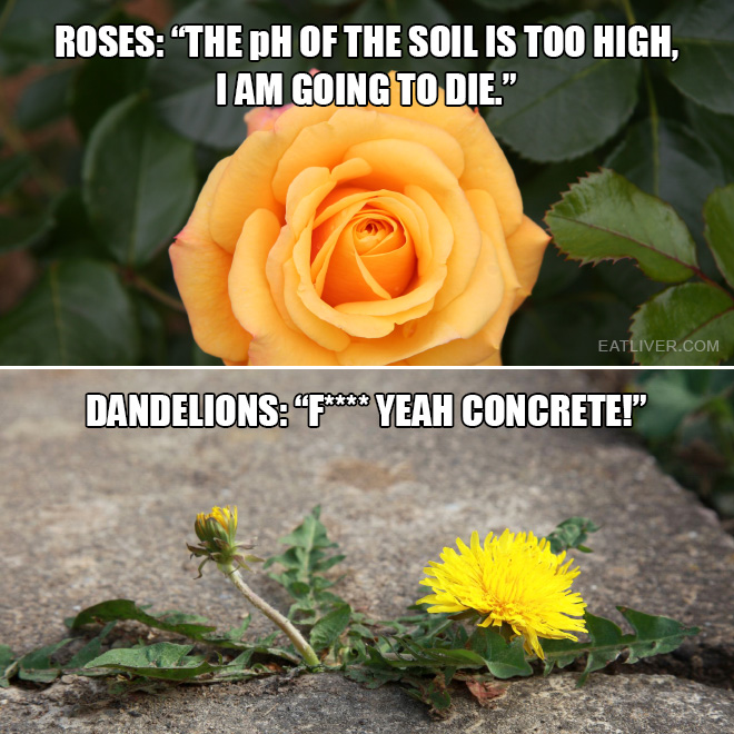 Roses vs. dandelions.
