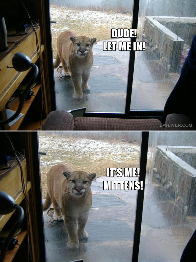 Dude, let me in! It's me! Mittens!