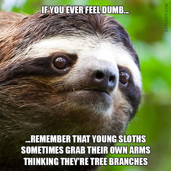...remember that young sloths sometimes grab their own arms thinking they're tree branches.