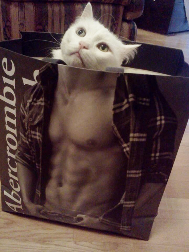 Hilarious cat in Abercrombie bag.