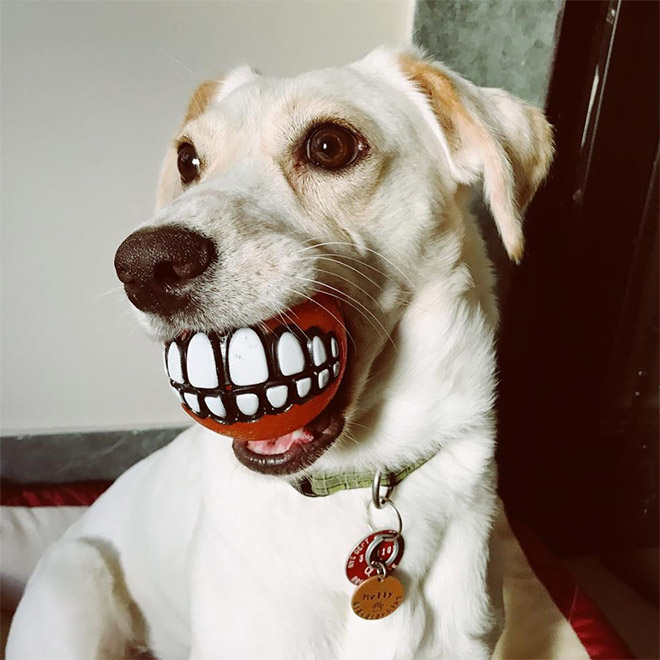 Teeth ball is the funniest dog toy ever.