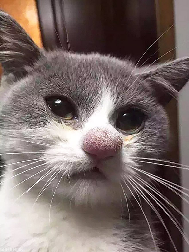 Bees vs. cats: the aftermath.