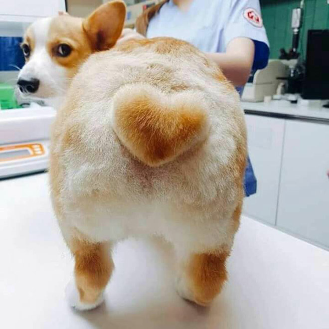 Funny cute corgi butt.