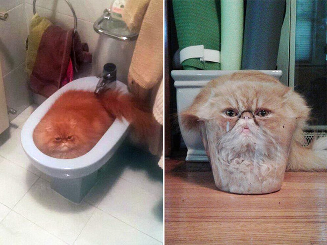 Melted cats.