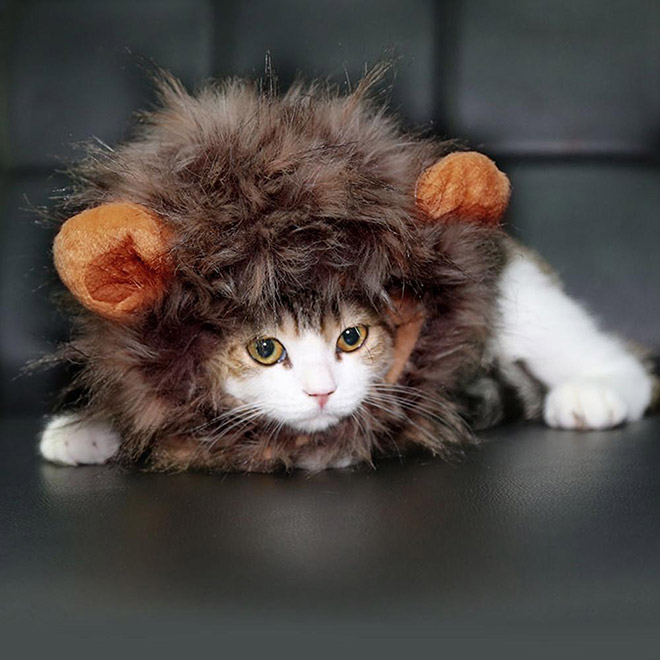 Cat wearing a lion's mane wig.
