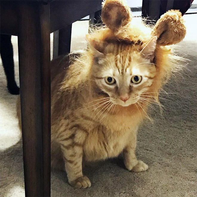 Cat wearing a lion's mane wig.