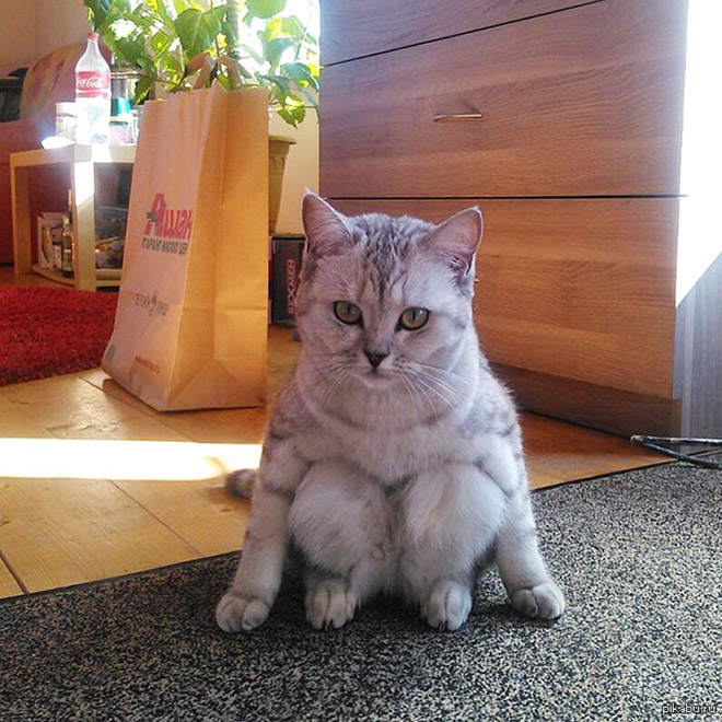 Funny sitting cat.
