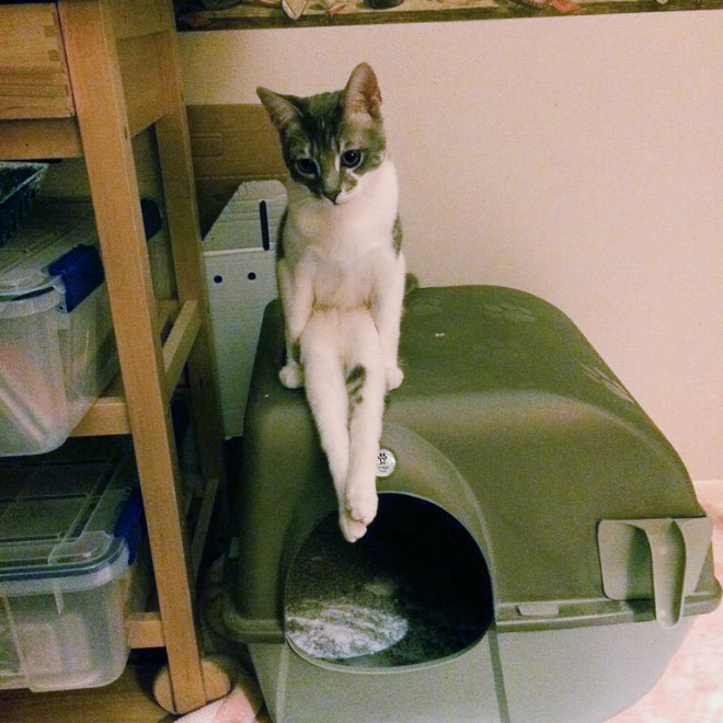 Funny sitting cat.