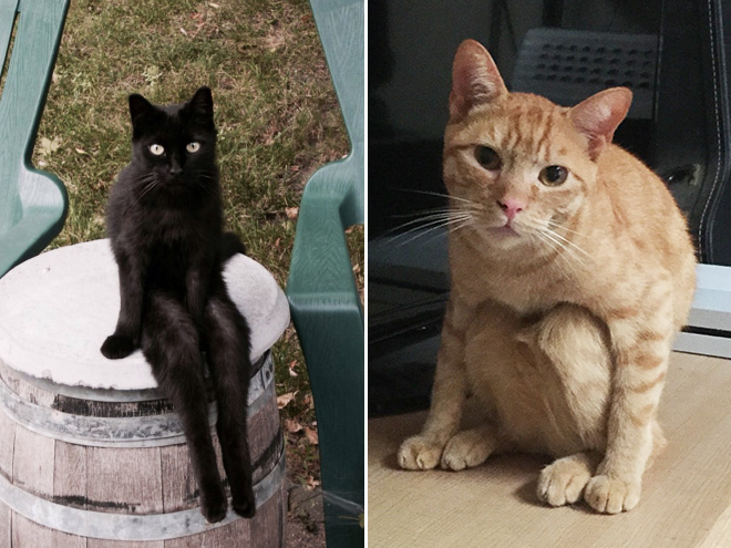 Funny sitting cats.
