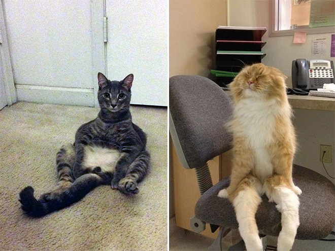 Funny sitting cats.