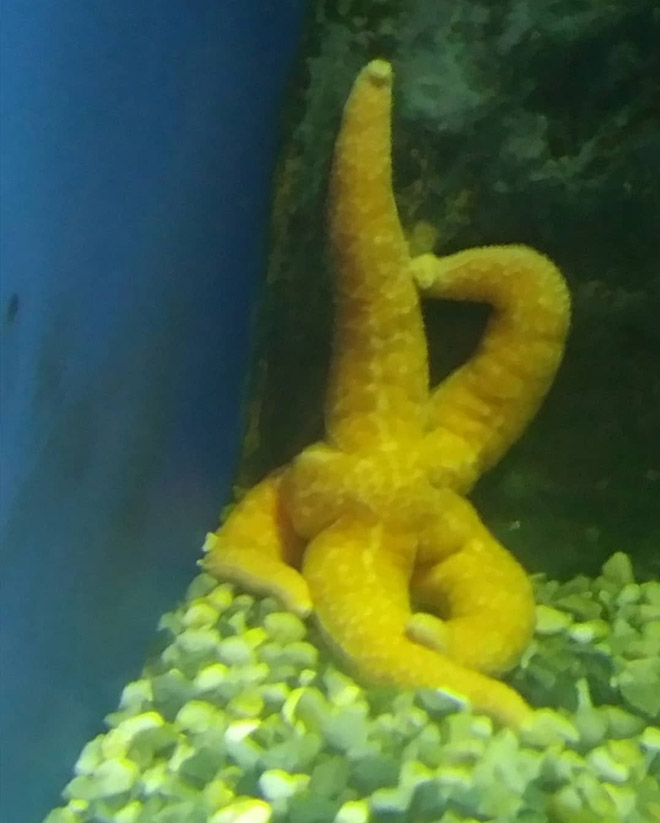 The hottest starfish ever.