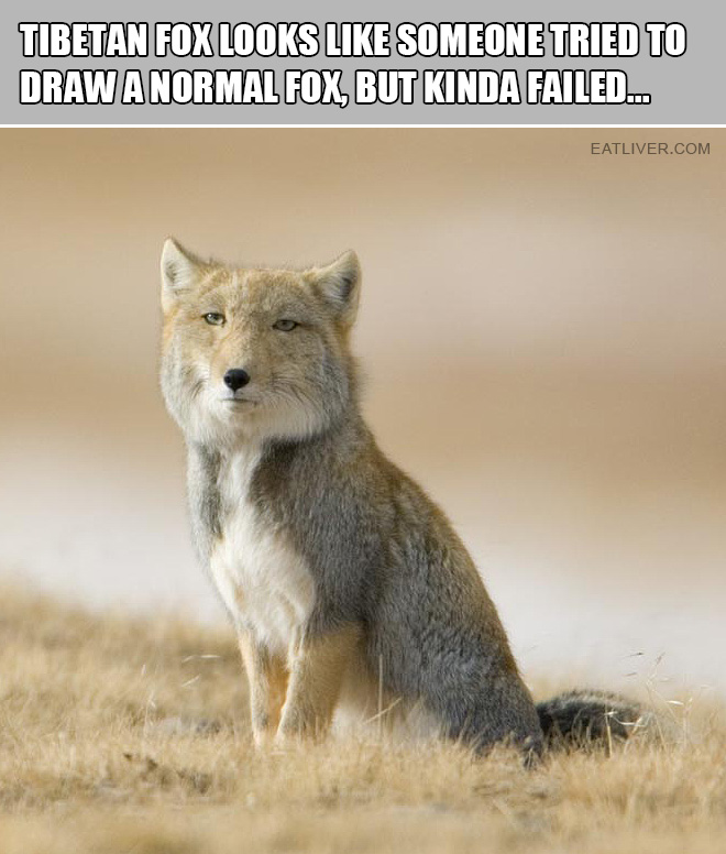 It looks like someone tried to draw a normal fox, but kinda failed.