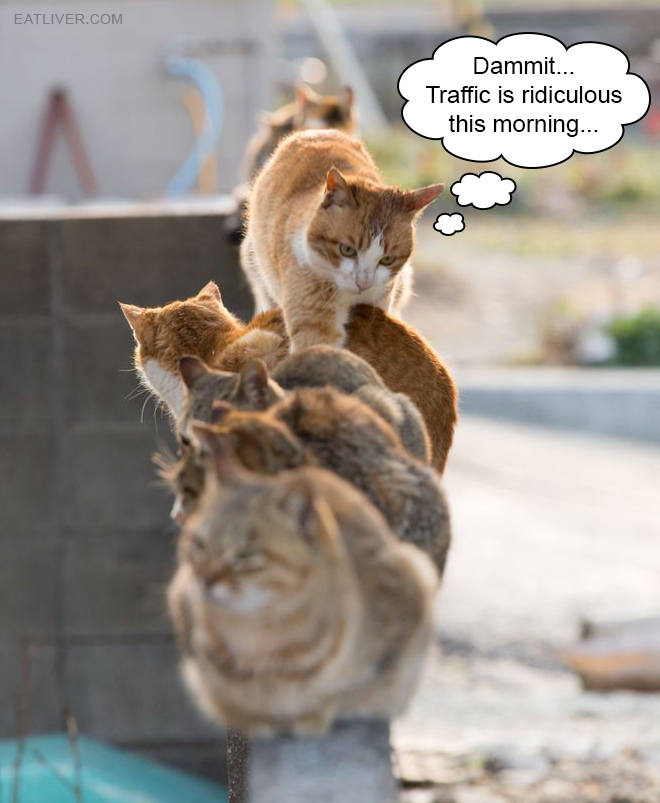Cat traffic jam is a real problem many humans are not aware of.