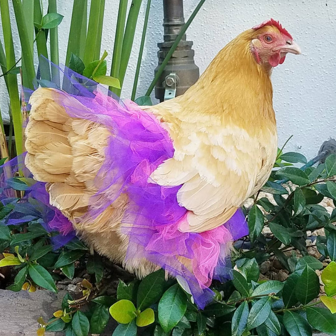 Chick in tutu.