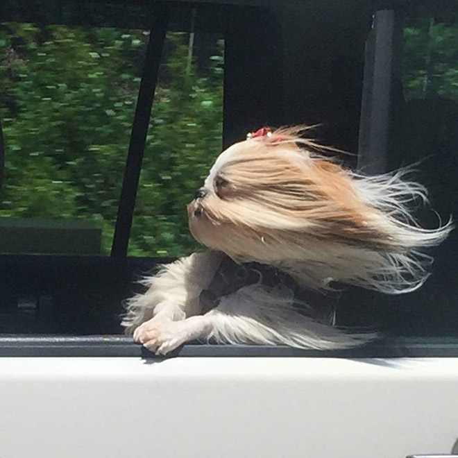 Wind vs. dog.