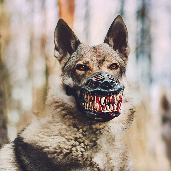 Scary werewolf muzzle.