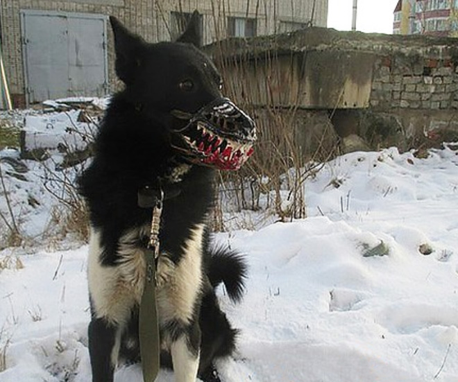Scary werewolf muzzle.