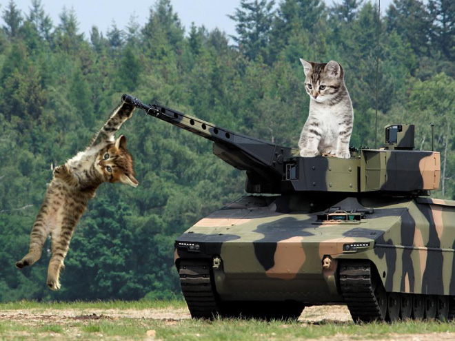 Huge cats photoshopped with military hardware for no reason at all.
