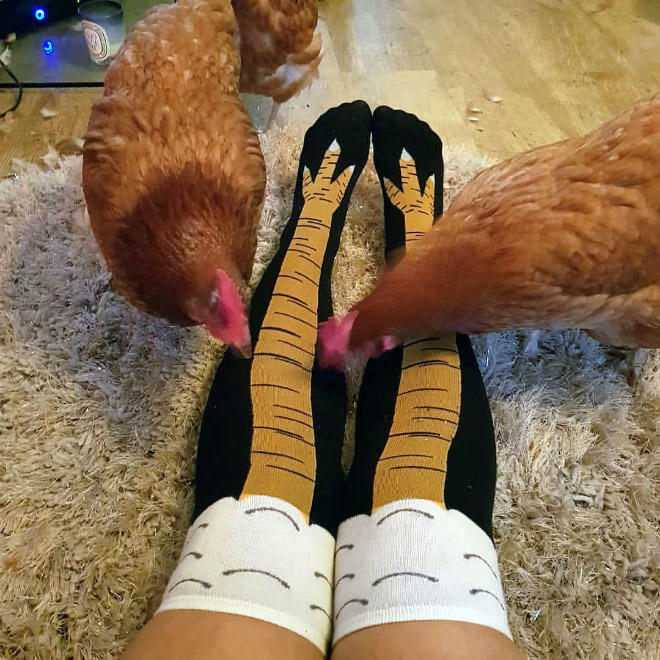 Funny chicken leg socks.