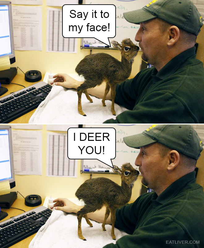 Deer pun.