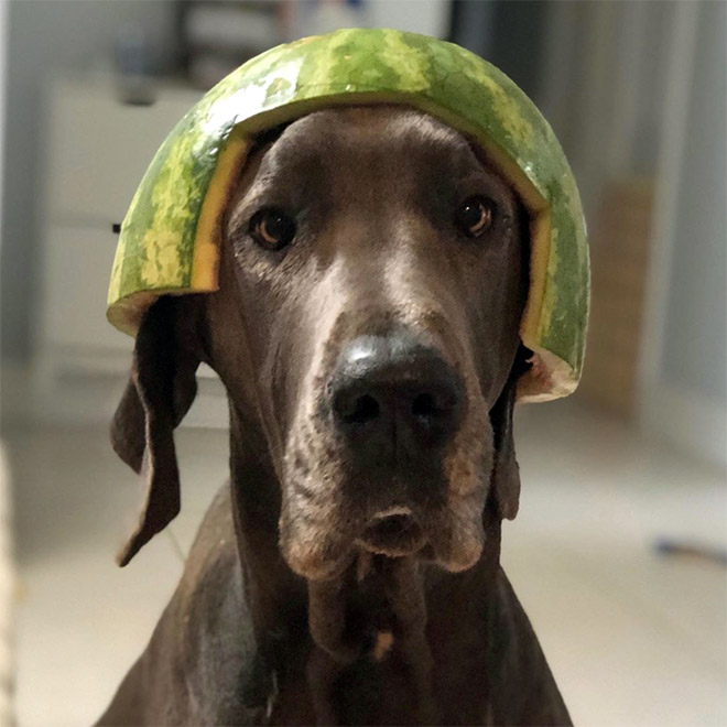 Watermelon helmet for your dog's protection.