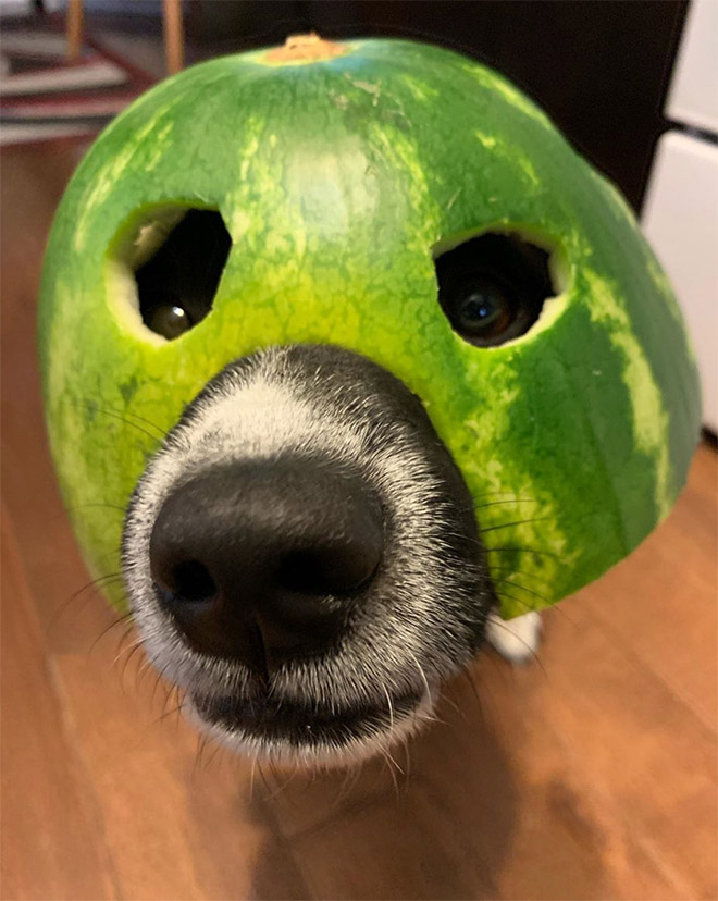 Watermelon helmet for your dog's protection.